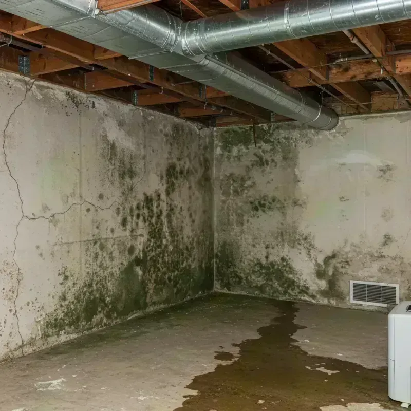 Professional Mold Removal in Pullman, WA